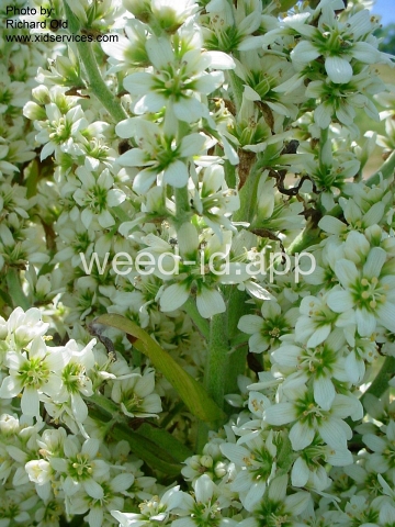 false-hellebore, California